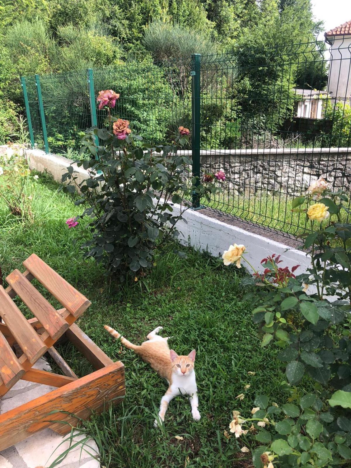 Vila Oaza Markovici Budua Esterno foto